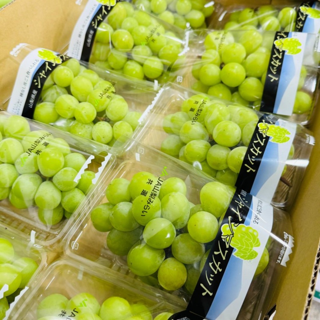 JAPANESE YAMANASHI SHINE MUSCAT GRAPES
