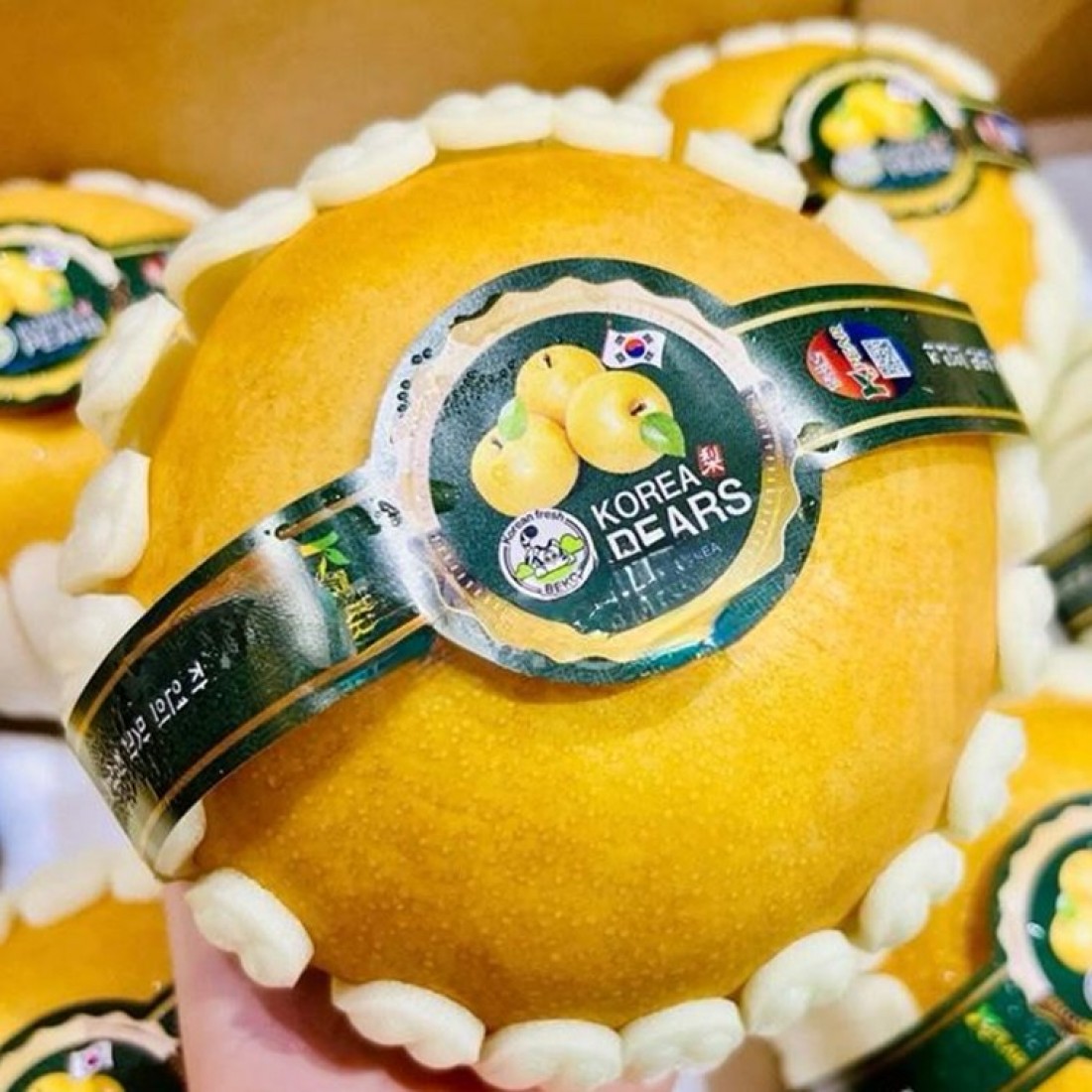 KOREAN BEKO PREMIUM SINGO PEAR