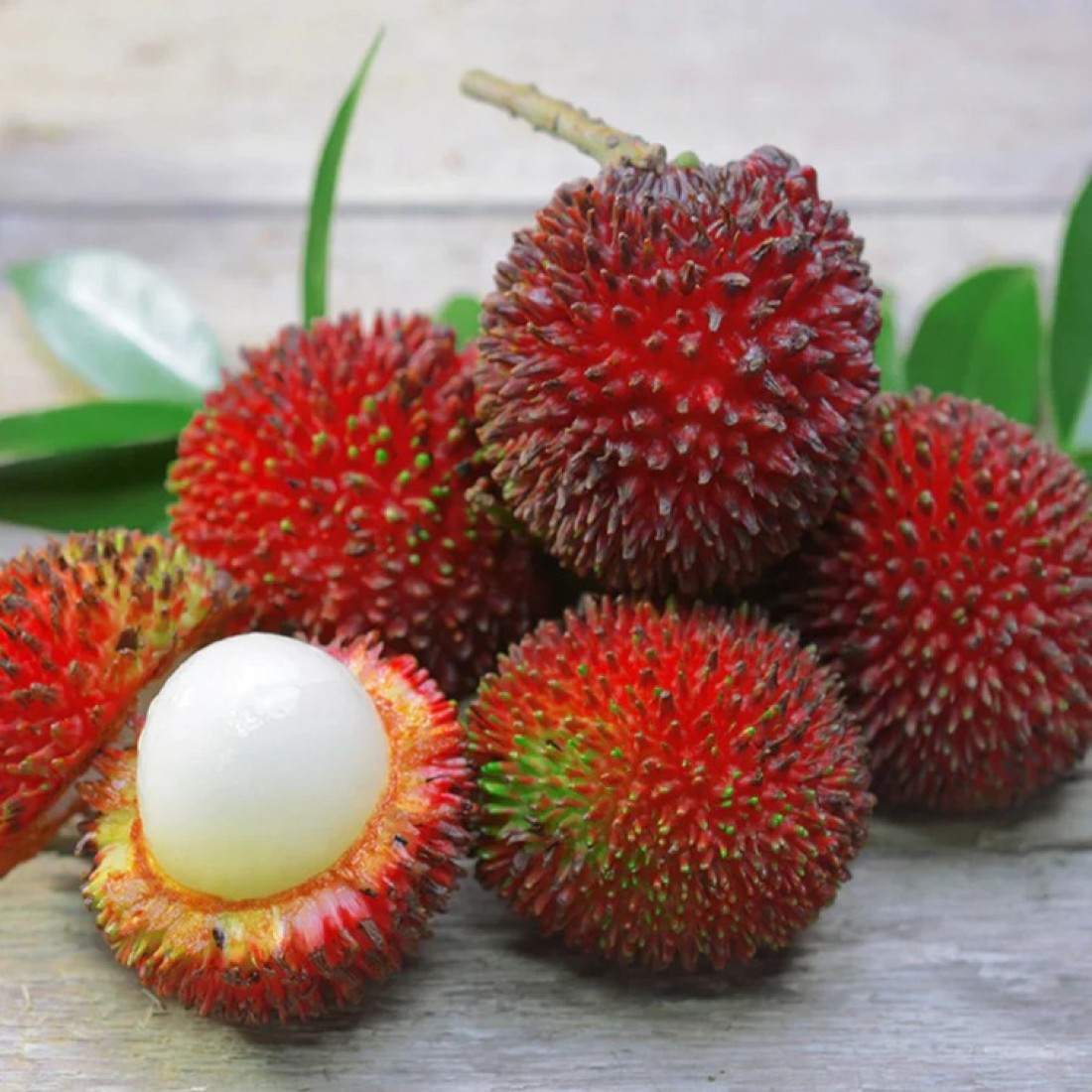 PULASAN